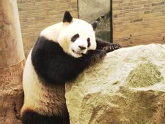 -都江堰中华大熊猫苑