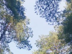 -重庆睡佛山森林公园