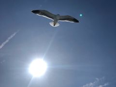 -阿尔卡特拉斯岛