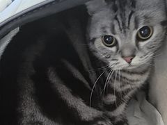 -伟伟宠物医院·瑞派猫友好医院·猫科(光谷店)