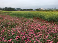 -光明小镇欢乐田园