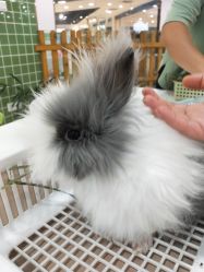 -Moni星球萌宠·小马宝莉·灵蛇·高端高阶全萌宠互动体验俱乐部(红豆国际广场店)