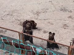 -青藏高原野生动物园