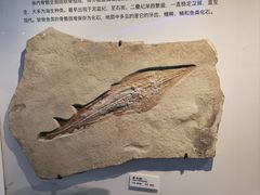 -重庆自然博物馆(新馆)