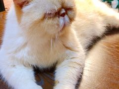-猫色咖啡·猫咖