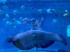 -华夏文旅海洋公园