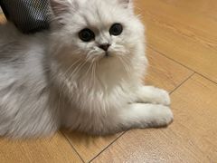 -猫大福·Fortune Cat猫舍(百子湾店)