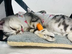 -纳吉亚猫专科动物诊疗中心(蒋宅口分院)