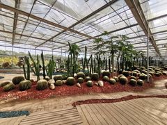 -海上花岛玫瑰园采摘