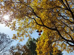 -朝阳公园游乐园