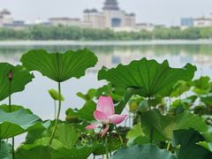 -莲花池公园