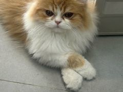-Heymao猫咖.咖啡厅(东门店)