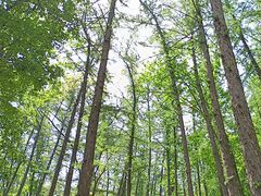 -鲁山国家森林公园