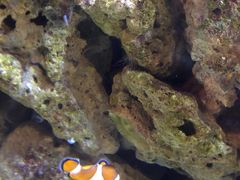 -迪拜水族馆及水下动物园