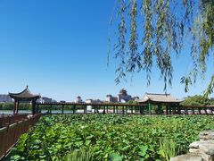 -莲花池公园
