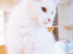 -十年猫舍·猫咪专门店(普陀店)