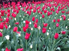 iphone_upload_pic-上海鲜花港