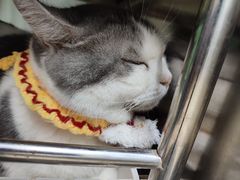 -瑞派动物医院·猫专科·至诚(江南中分院)