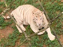 -西霞口神雕山野生动物世界