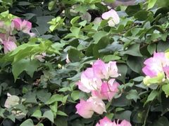-四海公园(南山区)