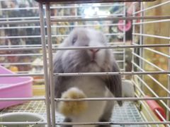-宠物兔专门店(天丰利市场店)