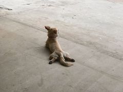 -赛卡联盟WSK卡丁车俱乐部