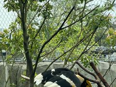 -武汉动物园