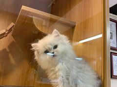-袖虎宠物·金渐层缅因猫舍(灵芝店)