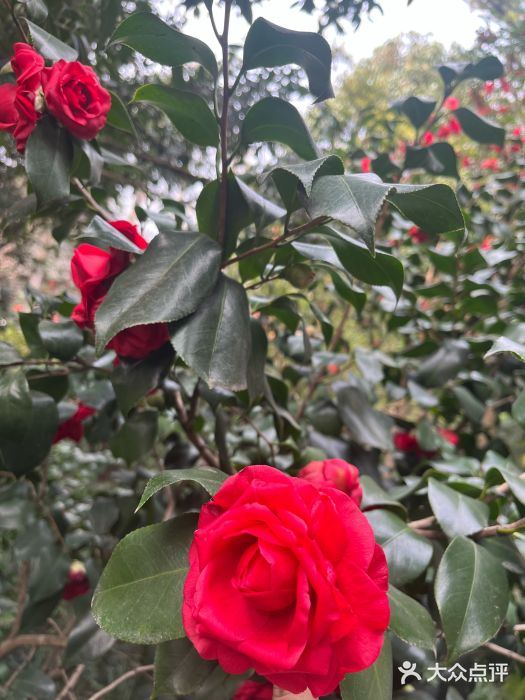 成都武侯祠博物馆图片