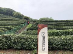 -龙井村