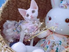 -欣宠猫屋·矮脚拿破仑·蓝金金渐层