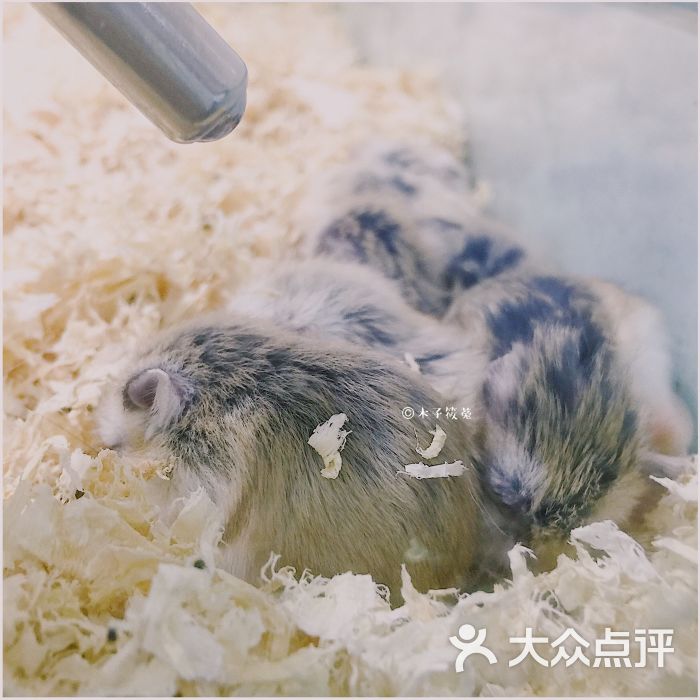 兔子百货(中央大道店-图片-大连宠物-大众点评网