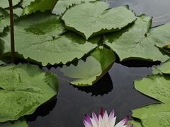 -云溪植物园