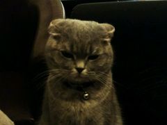 android_upload_pic-猫色咖啡·猫咖