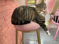 -喵屿·大理花园猫咖