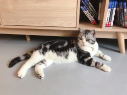 -杨卓刺青工作室·YZ STUDIO