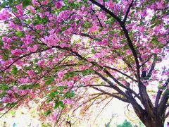 -莲花池公园