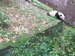 -成都大熊猫繁育研究基地