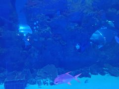 -芜湖新华联大白鲸海洋公园