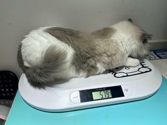 -艾贝尔宠物医院·24H转诊中心·肿瘤猫专科(江宁双龙店)