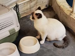 -猫小院猫主题咖啡厅(北锣店)