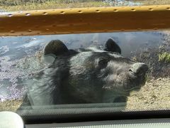 -黑瞎子岛探秘野熊园