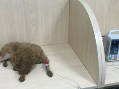 -瑞派宠物医院·24h·骨外科·皮肤科·全科宠物医疗转诊中心(沈阳浑南院)