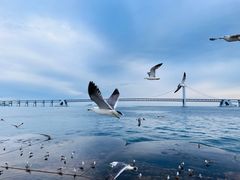 -星海湾跨海大桥