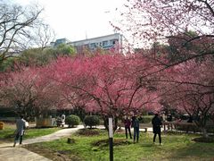 -武汉大学-樱园