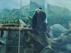 -武汉动物园