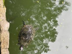 -新加坡植物园
