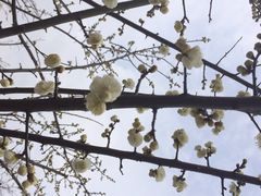 iphone_upload_pic-香雪海
