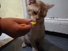 -猫色咖啡·猫咖