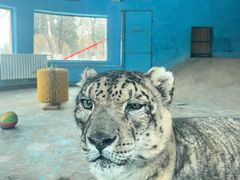 -青藏高原野生动物园